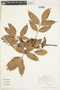 Protium heptaphyllum (Aubl.) Marchal, VENEZUELA, F