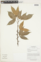 Protium heptaphyllum (Aubl.) Marchal, BRAZIL, F