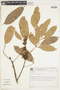 Protium heptaphyllum (Aubl.) Marchal, BRAZIL, F