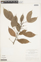 Protium aracouchini (Aubl.) Marchand, BRAZIL, F
