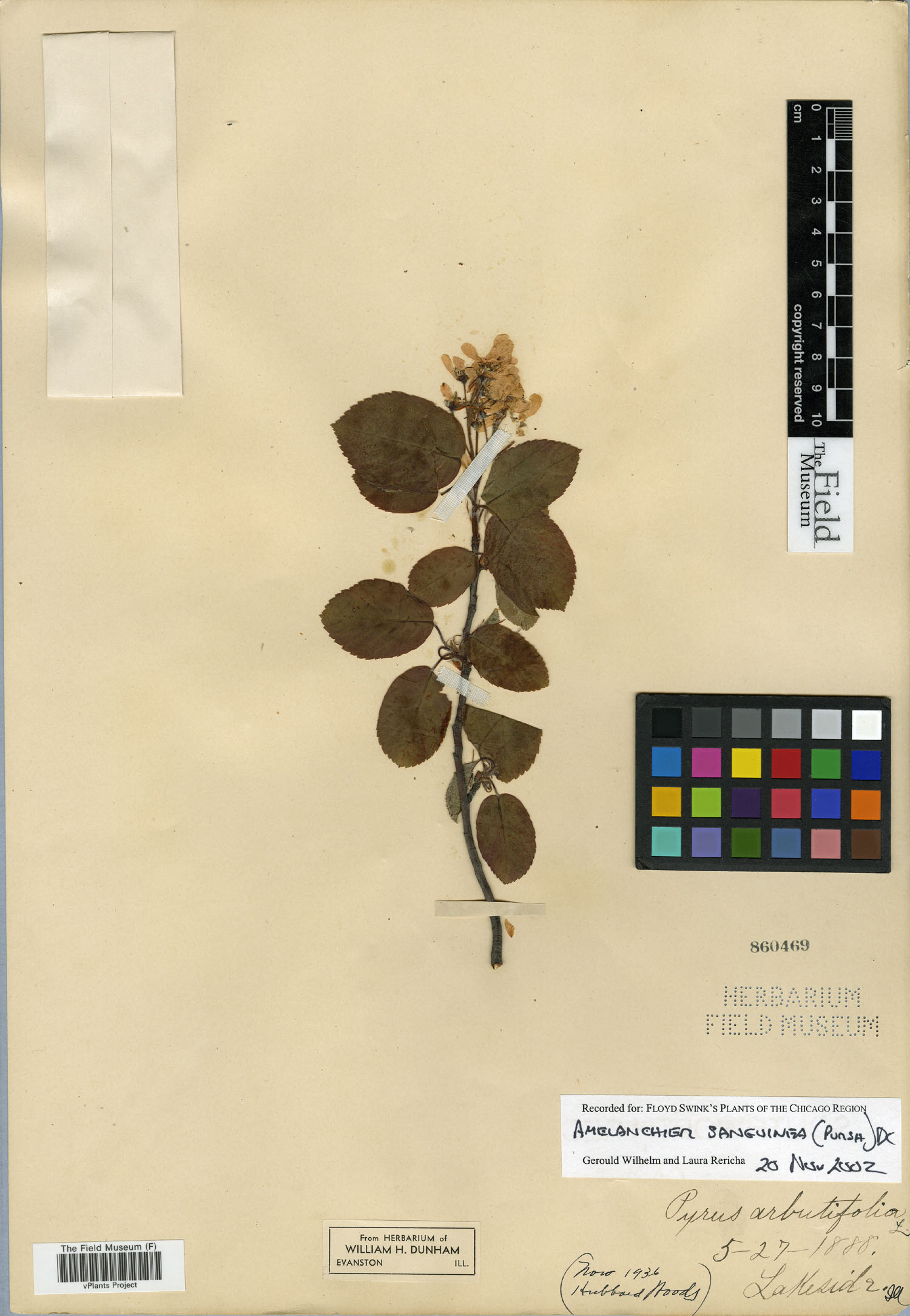 Amelanchier sanguinea image