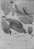 Piper artanthopse image
