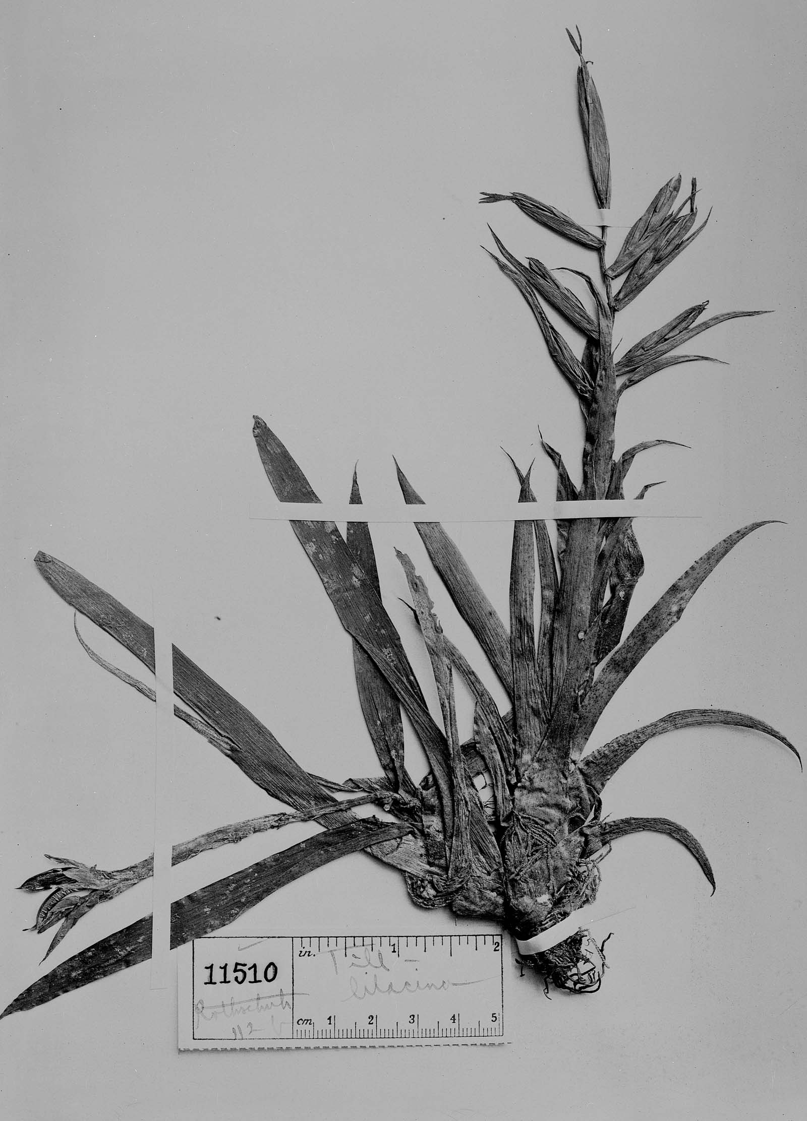 Tillandsia leiboldiana image