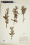 Shepherdia canadensis (L.) Nutt., U.S.A., F. A. Swink 1714, F