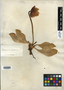 Sarracenia purpurea L., U.S.A., H. H. Babcock, F
