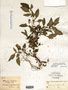 Solanum ptychanthum Dunal, U.S.A., H. W. Clark 57, F