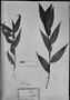 Field Museum photo negatives collection; München specimen of Commelina rufipes Seub., BRAZIL, C. F. P. Martius, Type [status unknown], M