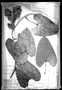 Field Museum photo negatives collection; München specimen of Dioscorea mollis var. pachycarpa Uline, BRAZIL, J. B. E. Pohl, Type [status unknown], M