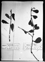 Field Museum photo negatives collection; München specimen of Phthirusa micrantha Eichler, BRAZIL, R. Spruce 1782, Type [status unknown], M