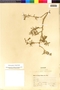 Flora of the Lomas Formations: Nolana gayana (Gaudich.) Koch, Peru, J. J. Soukup 3942, F