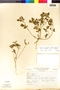Flora of the Lomas Formations: Nolana humifusa (Gouan) I. M. Johnst., Peru, N. Angulo 1202, F