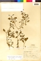 Flora of the Lomas Formations: Nolana humifusa (Gouan) I. M. Johnst., Peru, J. J. Soukup 3139, F