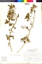 Flora of the Lomas Formations: Nolana humifusa (Gouan) I. M. Johnst., Peru, J. Mostacero León 1433, F