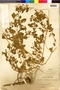 Flora of the Lomas Formations: Nolana humifusa (Gouan) I. M. Johnst., Peru, A. Weberbauer 5701, F