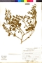 Flora of the Lomas Formations: Nolana humifusa (Gouan) I. M. Johnst., Peru, A. Sagástegui A. 12940, F