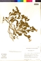 Flora of the Lomas Formations: Nolana paradoxa Lindl., U.S.A., T. C. Plowman 14512, F