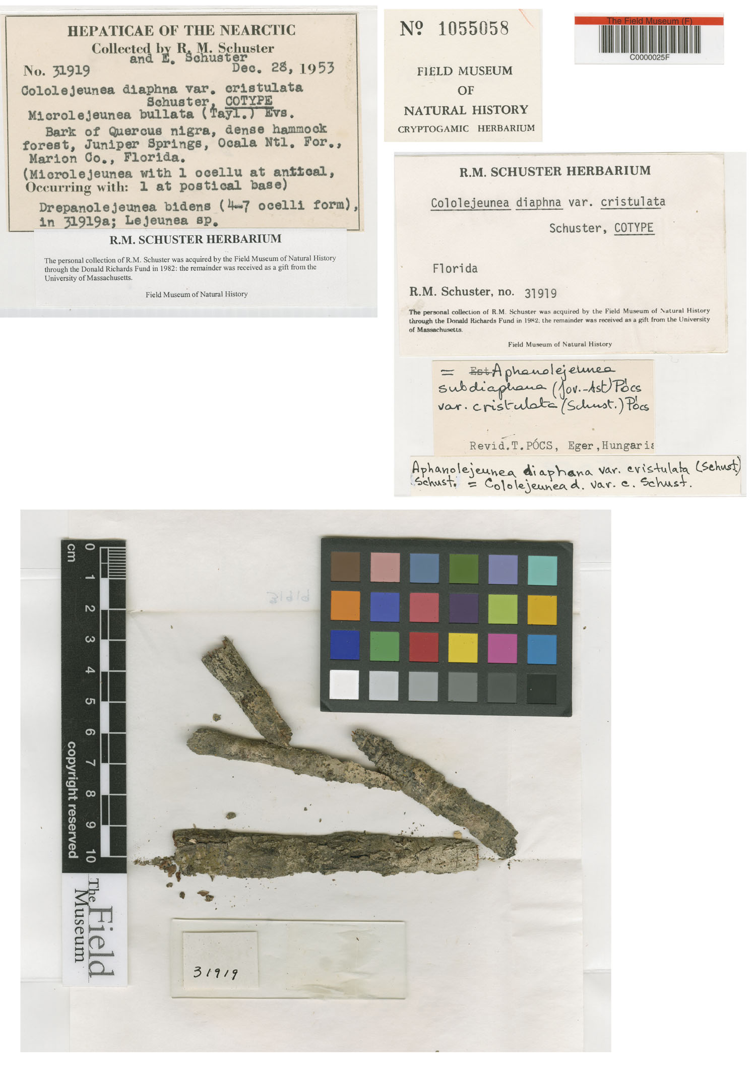 Cololejeunea diaphana var. cristulata image