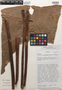Anthurium cupulispathum Croat & J. Rodr., Ecuador, T. B. Croat 61456, Isotype, F