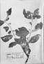Field Museum photo negatives collection; München specimen of Malpighia mexicana A. Juss., MEXICO, W. F. Karwinsky von Karwin, Type [status unknown], M