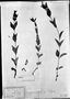 Field Museum photo negatives collection; München specimen of Cuphea karwinskii Koehne, MEXICO, W. F. Karwinsky von Karwin, Type [status unknown], M