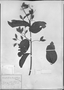 Field Museum photo negatives collection; München specimen of Combretum laurifolium Mart., BRAZIL, C. F. P. Martius, Holotype, M
