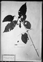 Field Museum photo negatives collection; München specimen of Psidium acutangulum var. tenuirame O. Berg, BRAZIL, C. F. P. Martius, Type [status unknown], M