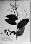 Field Museum photo negatives collection; München specimen of Myrcia barrensis O. Berg, BRAZIL, R. Spruce, Possible type, M