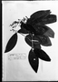 Field Museum photo negatives collection; München specimen of Myrcia bergiana var. angustifolia O. Berg, BRAZIL, L. Riedel 605, Possible type, M