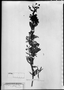 Field Museum photo negatives collection; München specimen of Myrcia campestris DC., BRAZIL, C. F. P. Martius, Holotype, M
