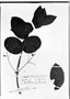 Field Museum photo negatives collection; München specimen of Myrcia prunifolia var. ovata DC., BRAZIL, C. F. P. Martius, Holotype, M