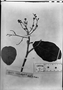 Field Museum photo negatives collection; München specimen of Myrcia curatellifolia DC., BRAZIL, C. F. P. Martius, Holotype, M