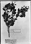 Field Museum photo negatives collection; München specimen of Calyptranthes densa DC., BRAZIL, C. F. P. Martius, Holotype, M