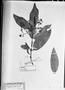 Field Museum photo negatives collection; München specimen of Myrcia eximia DC., BRAZIL, C. F. P. Martius, Holotype, M