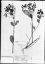 Field Museum photo negatives collection; München specimen of Myrcia exsucca DC., BRAZIL, C. F. P. Martius, Holotype, M