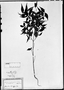 Field Museum photo negatives collection; München specimen of Myrcia erythroxylon var. caerulescens O. Berg, BRAZIL, C. F. P. Martius, Holotype, M