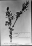 Field Museum photo negatives collection; München specimen of Myrcia racemulosa DC., BRAZIL, C. F. P. Martius, Holotype, M