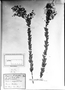 Field Museum photo negatives collection; München specimen of Myrcia scutelifera DC., BRAZIL, C. F. P. Martius, Holotype, M