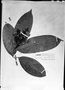 Field Museum photo negatives collection; München specimen of Myrcia insularis (O. Berg) Kiaersk., BRAZIL, J. B. E. Pohl, M