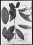 Field Museum photo negatives collection; München specimen of Myrcia magnoliifolia DC., BRAZIL, C. F. P. Martius, Holotype, M