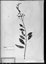 Field Museum photo negatives collection; München specimen of Myrcia martiana O. Berg, BRAZIL, C. F. P. Martius, M