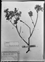 Field Museum photo negatives collection; München specimen of Myrcia myrtillifolia DC., BRAZIL, C. F. P. Martius, Holotype, M
