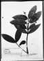 Field Museum photo negatives collection; München specimen of Myrcia oblongata DC., BRAZIL, C. F. P. Martius, Holotype, M