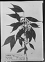 Field Museum photo negatives collection; München specimen of Myrcia paivae O. Berg, BRAZIL, R. Spruce 1512, Holotype, M