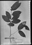 Field Museum photo negatives collection; München specimen of Myrcia leucophloea DC., BRAZIL, C. F. P. Martius, Holotype, M