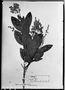 Field Museum photo negatives collection; München specimen of Myrcia pubiflora DC., BRAZIL, C. F. P. Martius, Holotype, M