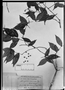 Field Museum photo negatives collection; München specimen of Myrcia racemosa (O. Berg) Kiaersk., BRAZIL, L. Riedel 202, M