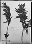 Field Museum photo negatives collection; München specimen of Myrcia salicifolia DC., BRAZIL, C. F. P. Martius, Holotype, M