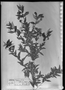 Field Museum photo negatives collection; München specimen of Myrcia schottiana O. Berg, BRAZIL, J. B. E. Pohl, Possible type, M