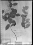 Field Museum photo negatives collection; München specimen of Myrcia spixiana DC., BRAZIL, C. F. P. Martius, Holotype, M