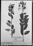 Field Museum photo negatives collection; München specimen of Myrcia subalpestris DC., BRAZIL, C. F. P. Martius, Holotype, M